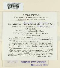 Uromyces hedysari-paniculati image