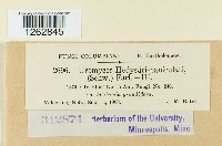 Uromyces hedysari-paniculati image