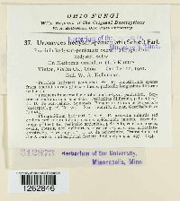 Uromyces hedysari-paniculati image