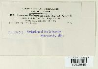 Uromyces hedysari-paniculati image