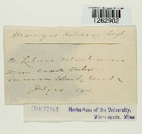 Uromyces holwayi image