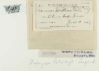 Uromyces holwayi image