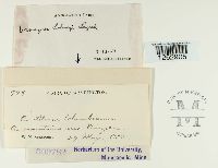 Uromyces holwayi image