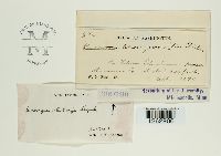 Uromyces holwayi image