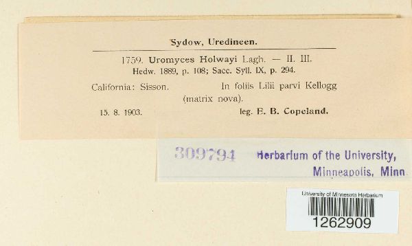 Uromyces holwayi image