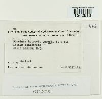 Uromyces holwayi image