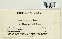 Uromyces holwayi image