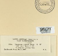 Puccinia hordei image