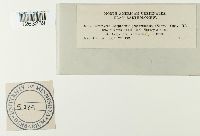 Uromyces lespedezae-procumbentis image