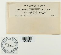 Uromyces lespedezae-procumbentis image