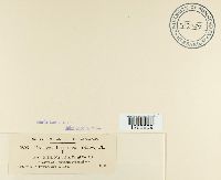 Uromyces lespedezae-procumbentis image