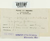 Uromyces lespedezae-procumbentis image