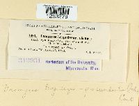 Uromyces lespedezae-procumbentis image