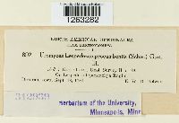 Uromyces lespedezae-procumbentis image