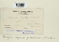 Uromyces lespedezae-procumbentis image