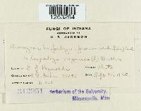 Uromyces lespedezae-procumbentis image