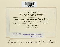 Uromyces lespedezae-procumbentis image