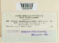 Uromyces lespedezae-procumbentis image