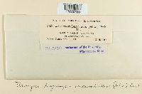 Uromyces lespedezae-procumbentis image