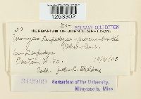 Uromyces lespedezae-procumbentis image