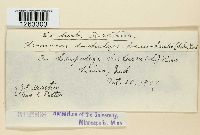 Uromyces lespedezae-procumbentis image