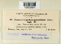 Uromyces lespedezae-procumbentis image