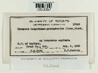 Uromyces lespedezae-procumbentis image