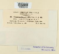 Uromyces limonii image