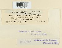 Uromyces limonii image