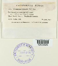 Uromyces limonii image