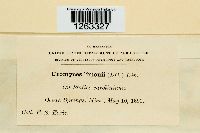 Uromyces limonii image