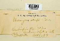 Uromyces lineolatus image