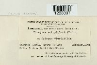 Uromyces lineolatus image