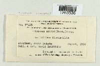 Uromyces lineolatus image