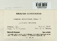 Uromyces lineolatus image