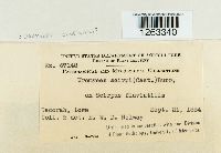 Uromyces lineolatus image