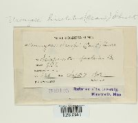 Uromyces lineolatus image