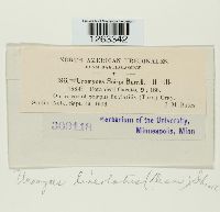 Uromyces lineolatus image