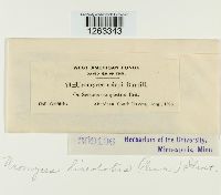 Uromyces lineolatus image