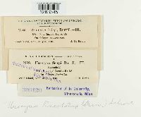 Uromyces lineolatus image