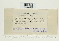 Uromyces lineolatus image