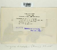 Uromyces lineolatus image