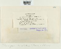 Uromyces lineolatus image