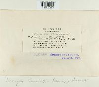 Uromyces lineolatus image