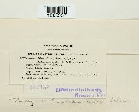 Uromyces lineolatus image