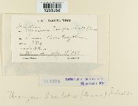 Uromyces lineolatus image