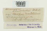 Uromyces lineolatus image