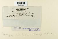 Uromyces lineolatus image