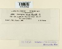 Uromyces lineolatus image