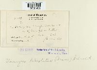 Uromyces lineolatus image